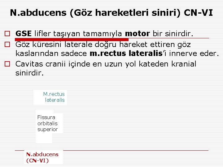N. abducens (Göz hareketleri siniri) CN-VI o GSE lifler taşıyan tamamıyla motor bir sinirdir.