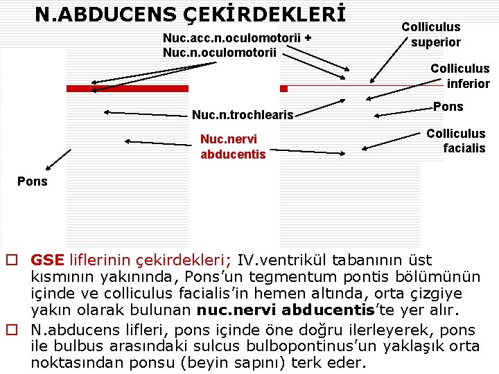 N. ABDUCENS ÇEKİRDEKLERİ Nuc. acc. n. oculomotorii + Nuc. n. oculomotorii Colliculus superior Colliculus