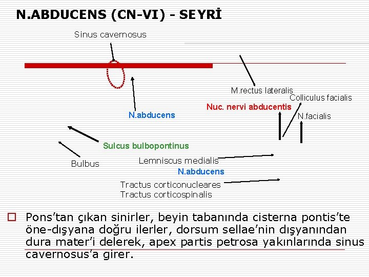 N. ABDUCENS (CN-VI) - SEYRİ Sinus cavernosus N. abducens M. rectus lateralis Colliculus facialis