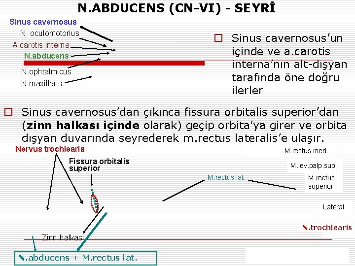 N. ABDUCENS (CN-VI) - SEYRİ Sinus cavernosus N. oculomotorius A. carotis interna N. abducens