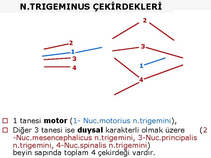 N. TRIGEMINUS ÇEKİRDEKLERİ 2 2 1 3 4 3 1 4 o 1 tanesi