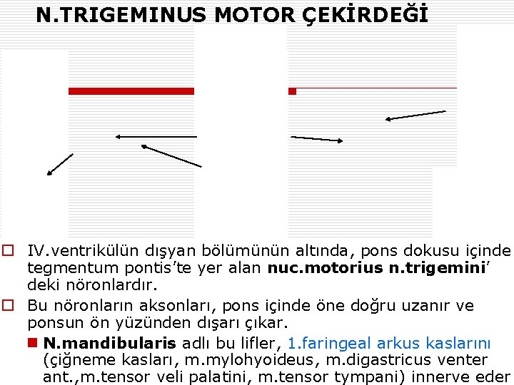 N. TRIGEMINUS MOTOR ÇEKİRDEĞİ o IV. ventrikülün dışyan bölümünün altında, pons dokusu içinde tegmentum