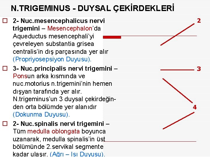 N. TRIGEMINUS - DUYSAL ÇEKİRDEKLERİ o 2 - Nuc. mesencephalicus nervi trigemini – Mesencephalon’da