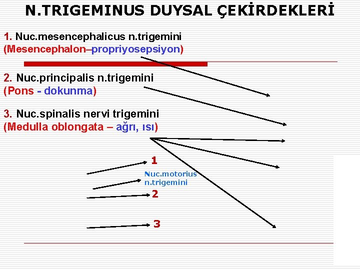 N. TRIGEMINUS DUYSAL ÇEKİRDEKLERİ 1. Nuc. mesencephalicus n. trigemini (Mesencephalon–propriyosepsiyon) 2. Nuc. principalis n.
