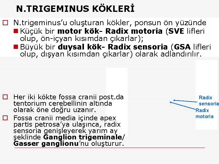 N. TRIGEMINUS KÖKLERİ o N. trigeminus’u oluşturan kökler, ponsun ön yüzünde n Küçük bir