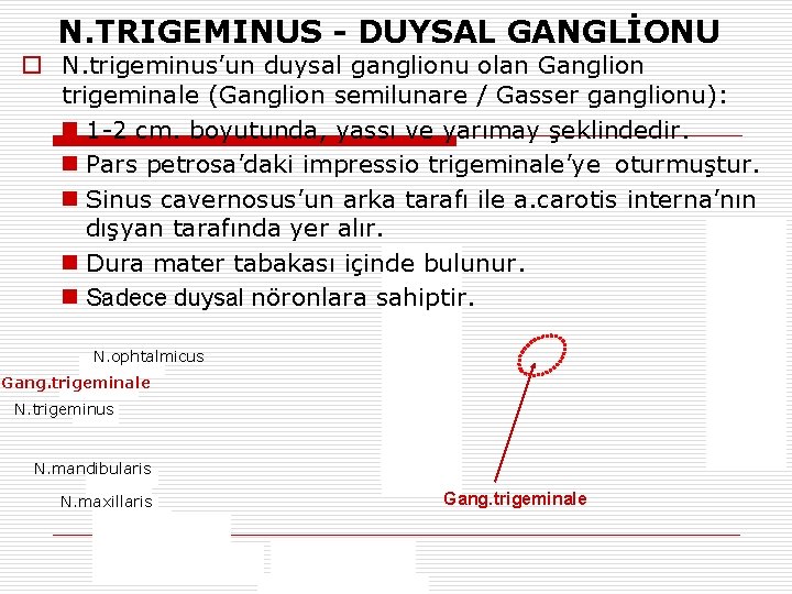 N. TRIGEMINUS - DUYSAL GANGLİONU o N. trigeminus’un duysal ganglionu olan Ganglion trigeminale (Ganglion