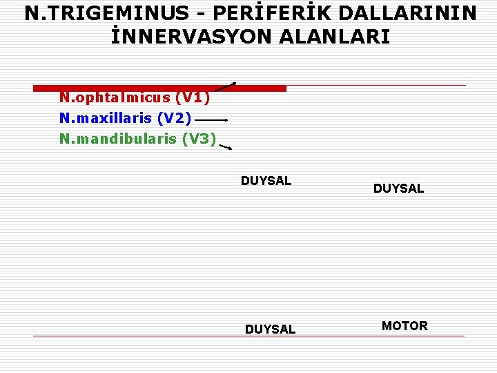 N. TRIGEMINUS - PERİFERİK DALLARININ İNNERVASYON ALANLARI N. ophtalmicus (V 1) N. maxillaris (V