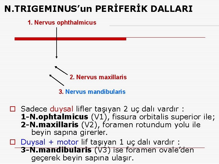 N. TRIGEMINUS’un PERİFERİK DALLARI 1. Nervus ophthalmicus 2. Nervus maxillaris 3. Nervus mandibularis o