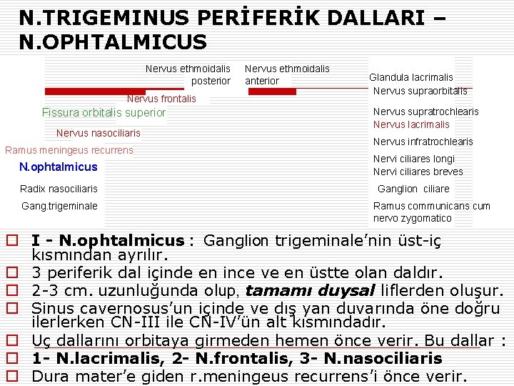 N. TRIGEMINUS PERİFERİK DALLARI – N. OPHTALMICUS Nervus ethmoidalis posterior Nervus frontalis Fissura orbitalis