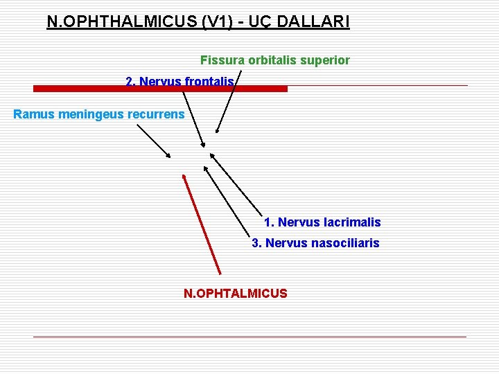 N. OPHTHALMICUS (V 1) - UÇ DALLARI Fissura orbitalis superior 2. Nervus frontalis Ramus