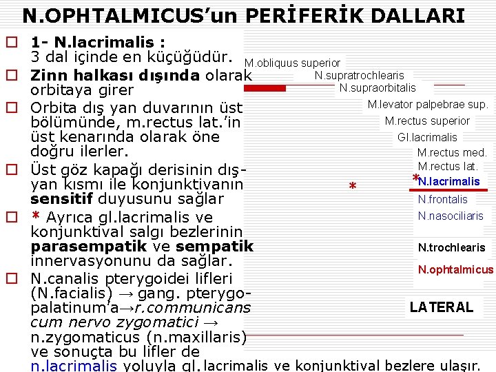 N. OPHTALMICUS’un PERİFERİK DALLARI o 1 - N. lacrimalis : 3 dal içinde en
