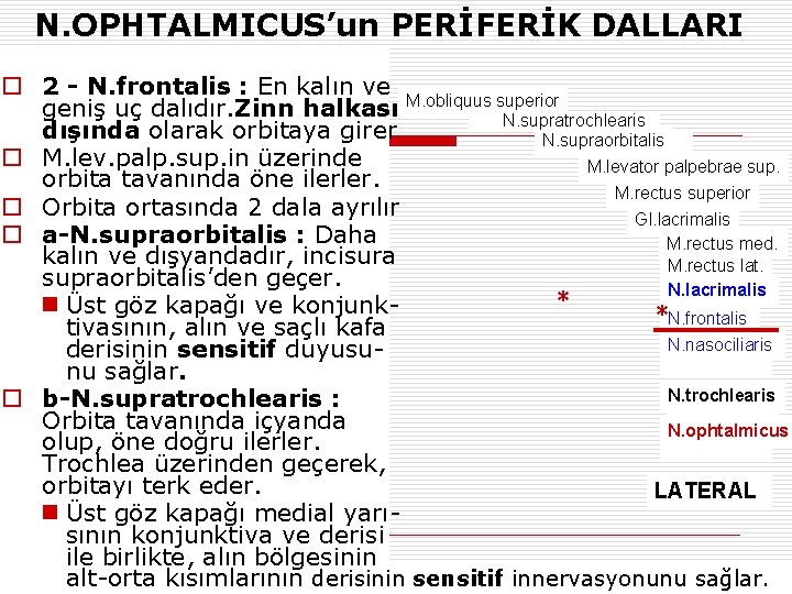 N. OPHTALMICUS’un PERİFERİK DALLARI o 2 - N. frontalis : En kalın ve M.
