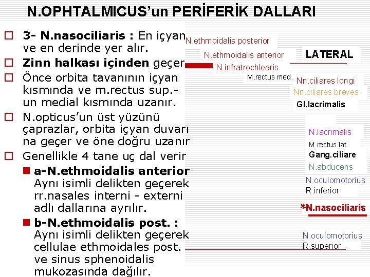 N. OPHTALMICUS’un PERİFERİK DALLARI o 3 - N. nasociliaris : En içyan. N. ethmoidalis