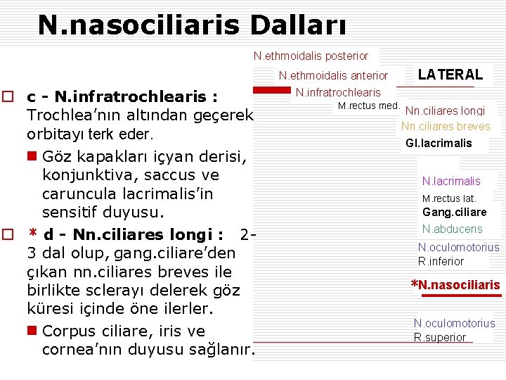 N. nasociliaris Dalları N. ethmoidalis posterior o c - N. infratrochlearis : Trochlea’nın altından