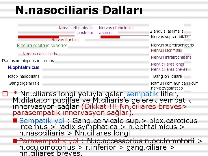 N. nasociliaris Dalları Nervus ethmoidalis posterior Nervus frontalis Fissura orbitalis superior Nervus nasociliaris Ramus