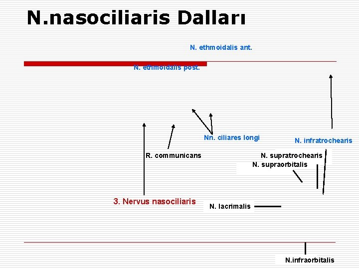 N. nasociliaris Dalları N. ethmoidalis ant. N. ethmoidalis post. Nn. ciliares longi R. communicans