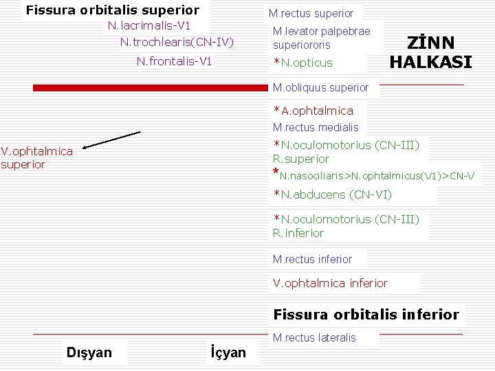 Fissura orbitalis superior N. lacrimalis-V 1 N. trochlearis(CN-IV) N. frontalis-V 1 M. rectus superior