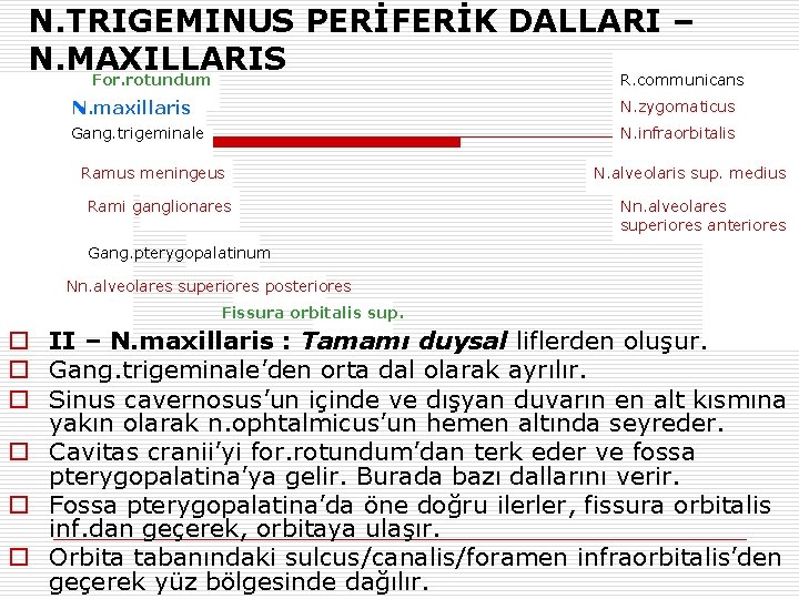 N. TRIGEMINUS PERİFERİK DALLARI – N. MAXILLARIS For. rotundum R. communicans N. maxillaris N.