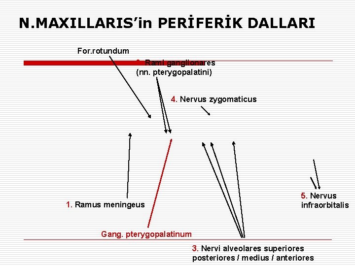 N. MAXILLARIS’in PERİFERİK DALLARI For. rotundum 2. Rami ganglionares (nn. pterygopalatini) 4. Nervus zygomaticus
