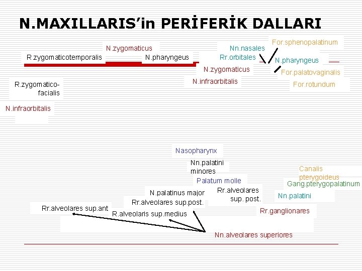 N. MAXILLARIS’in PERİFERİK DALLARI N. zygomaticus R. zygomaticotemporalis N. pharyngeus Nn. nasales Rr. orbitales