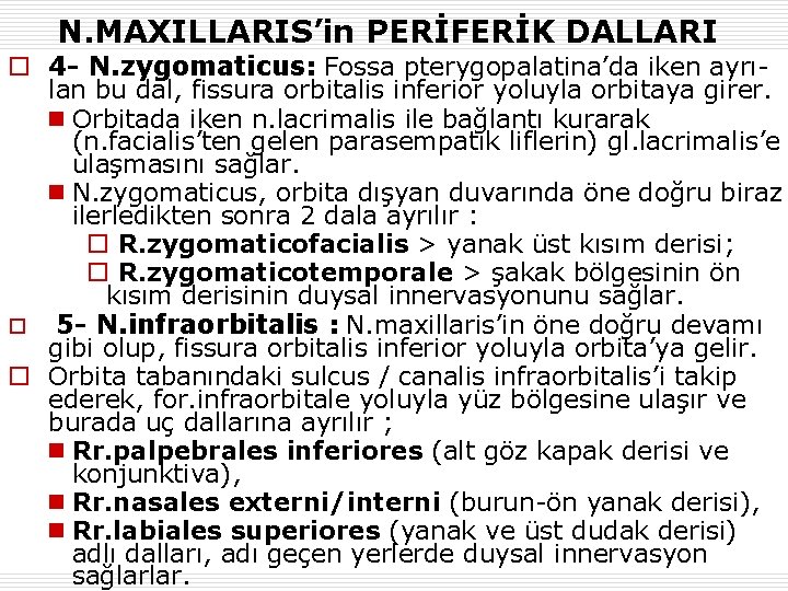 N. MAXILLARIS’in PERİFERİK DALLARI o 4 - N. zygomaticus: Fossa pterygopalatina’da iken ayrı- lan