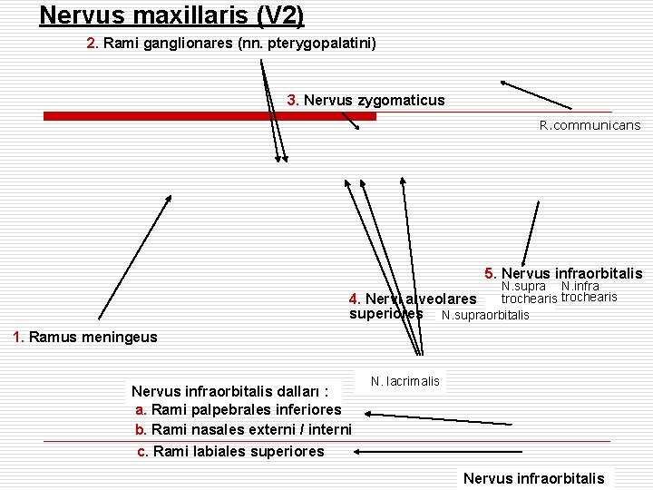 Nervus maxillaris (V 2) 2. Rami ganglionares (nn. pterygopalatini) 3. Nervus zygomaticus R. communicans