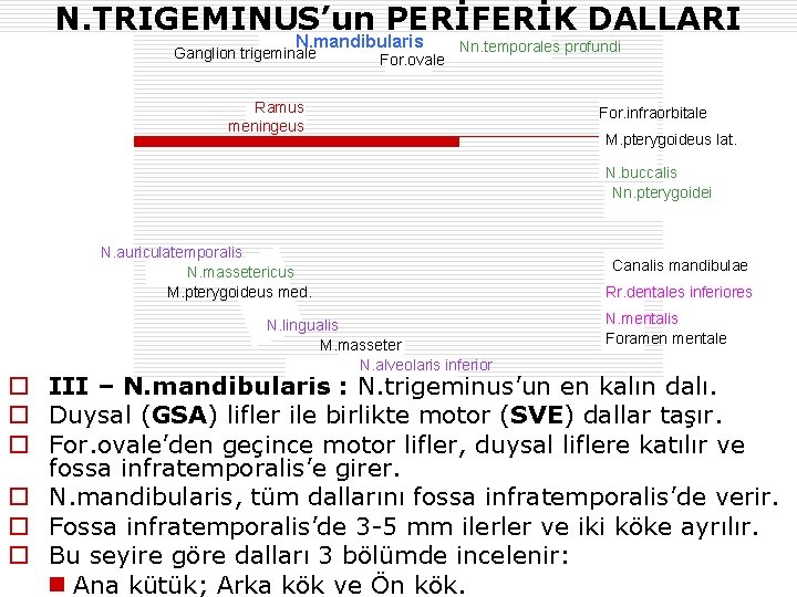 N. TRIGEMINUS’un PERİFERİK DALLARI N. mandibularis Ganglion trigeminale For. ovale Nn. temporales profundi Ramus