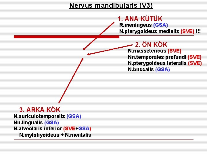 Nervus mandibularis (V 3) 1. ANA KÜTÜK R. meningeus (GSA) N. pterygoideus medialis (SVE)