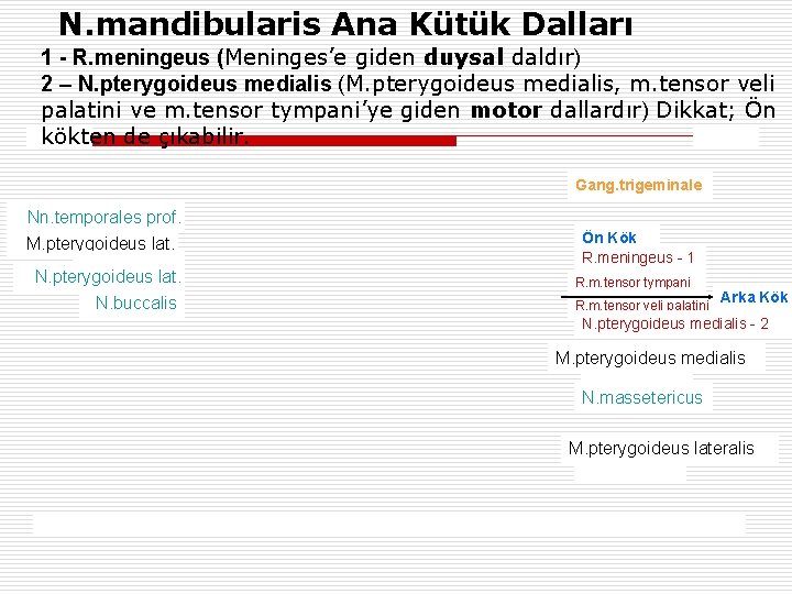 N. mandibularis Ana Kütük Dalları 1 - R. meningeus (Meninges’e giden duysal daldır) 2