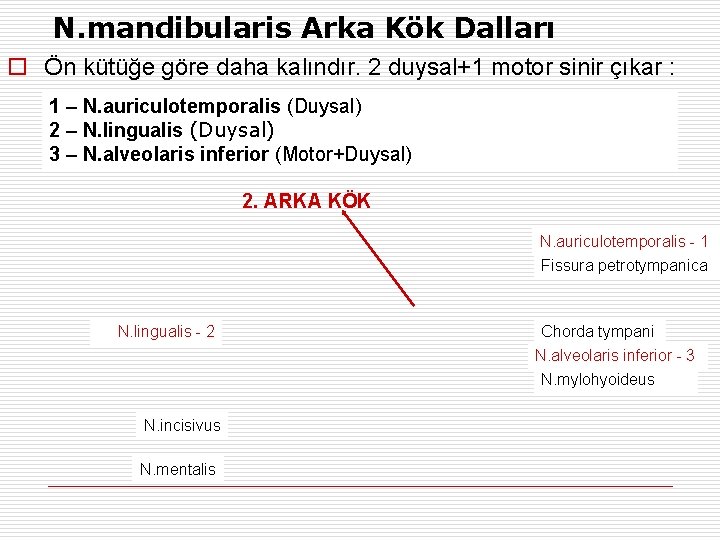 N. mandibularis Arka Kök Dalları o Ön kütüğe göre daha kalındır. 2 duysal+1 motor