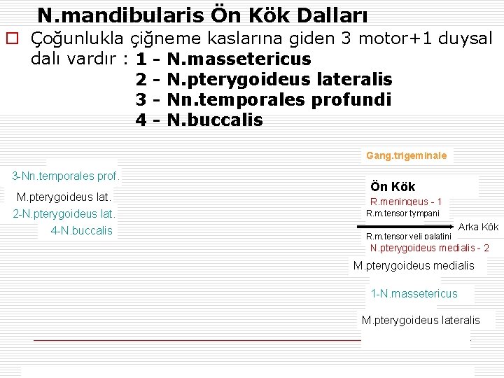 N. mandibularis Ön Kök Dalları o Çoğunlukla çiğneme kaslarına giden 3 motor+1 duysal dalı
