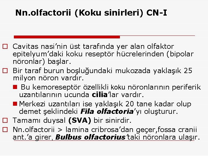 Nn. olfactorii (Koku sinirleri) CN-I o Cavitas nasi’nin üst tarafında yer alan olfaktor epitelyum’daki