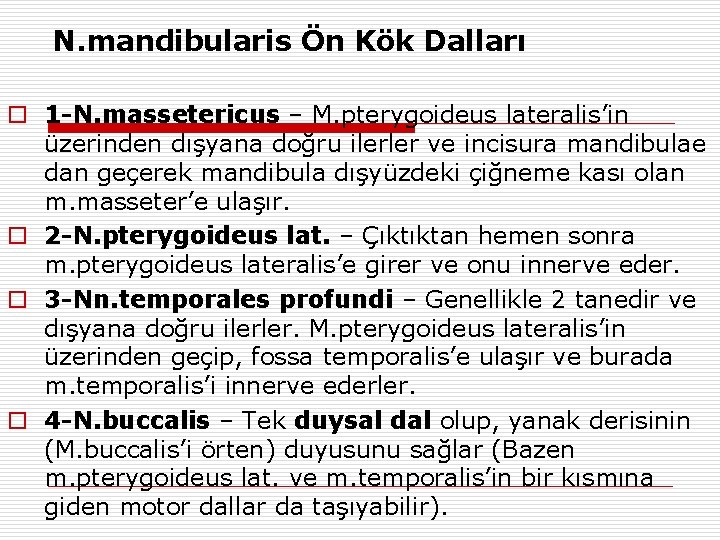 N. mandibularis Ön Kök Dalları o 1 -N. massetericus – M. pterygoideus lateralis’in üzerinden