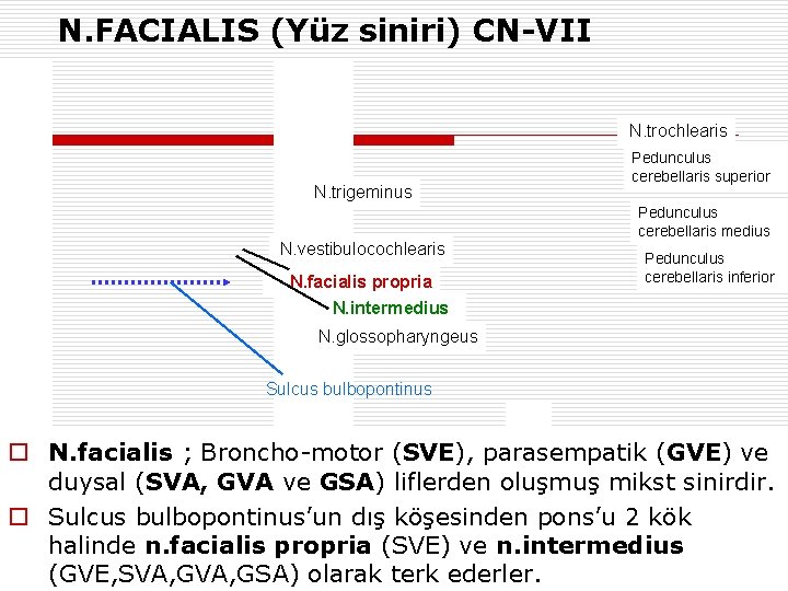N. FACIALIS (Yüz siniri) CN-VII N. trochlearis N. trigeminus N. vestibulocochlearis N. facialis propria