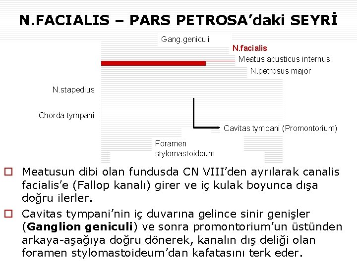 N. FACIALIS – PARS PETROSA’daki SEYRİ Gang. geniculi N. facialis Meatus acusticus internus N.