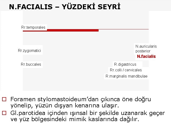 N. FACIALIS – YÜZDEKİ SEYRİ Rr. temporales Rr. zygomatici N. auricularis posterior N. facialis