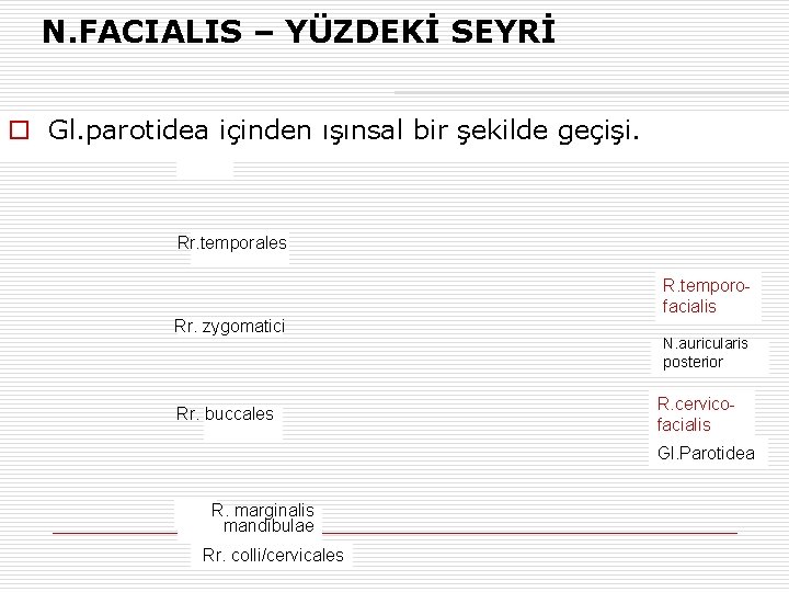 N. FACIALIS – YÜZDEKİ SEYRİ o Gl. parotidea içinden ışınsal bir şekilde geçişi. Rr.