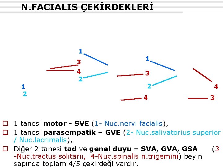 N. FACIALIS ÇEKİRDEKLERİ 1 3 1 2 4 2 1 3 2 4 4