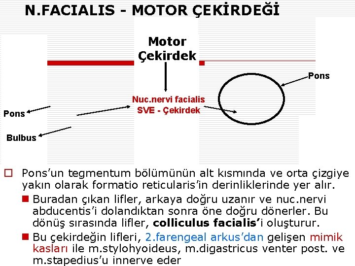 N. FACIALIS - MOTOR ÇEKİRDEĞİ Motor Çekirdek Pons Nuc. nervi facialis SVE - Çekirdek