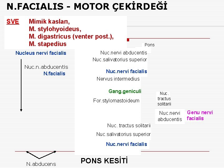 N. FACIALIS - MOTOR ÇEKİRDEĞİ SVE Mimik kasları, M. stylohyoideus, M. digastricus (venter post.