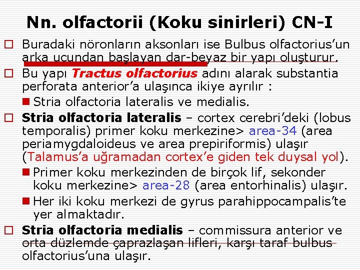 Nn. olfactorii (Koku sinirleri) CN-I o Buradaki nöronların aksonları ise Bulbus olfactorius’un arka ucundan