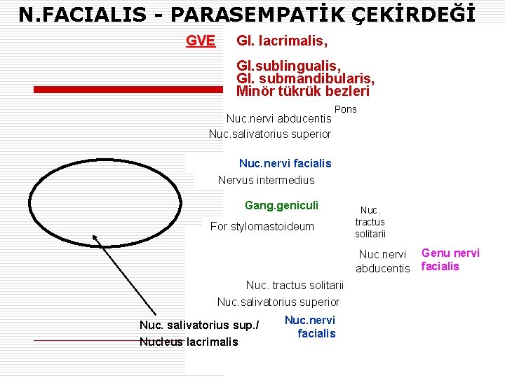 N. FACIALIS - PARASEMPATİK ÇEKİRDEĞİ GVE Gl. lacrimalis, Gl. sublingualis, Gl. submandibularis, Minör tükrük