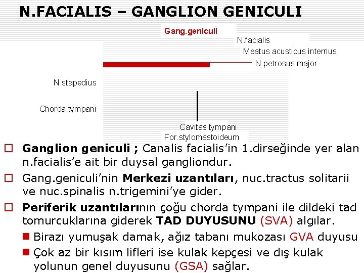 N. FACIALIS – GANGLION GENICULI Gang. geniculi N. facialis Meatus acusticus internus N. petrosus