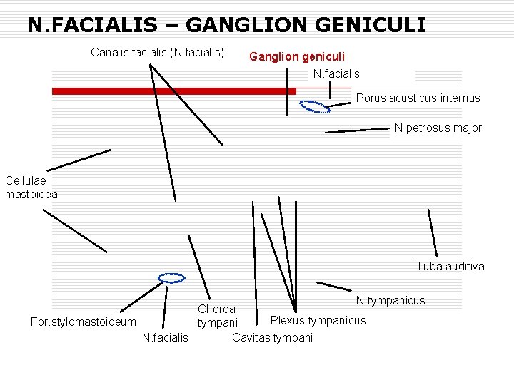 N. FACIALIS – GANGLION GENICULI Canalis facialis (N. facialis) Ganglion geniculi N. facialis Porus