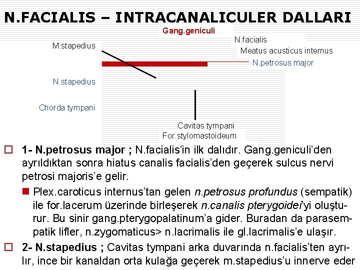 N. FACIALIS – INTRACANALICULER DALLARI Gang. geniculi M. stapedius N. facialis Meatus acusticus internus