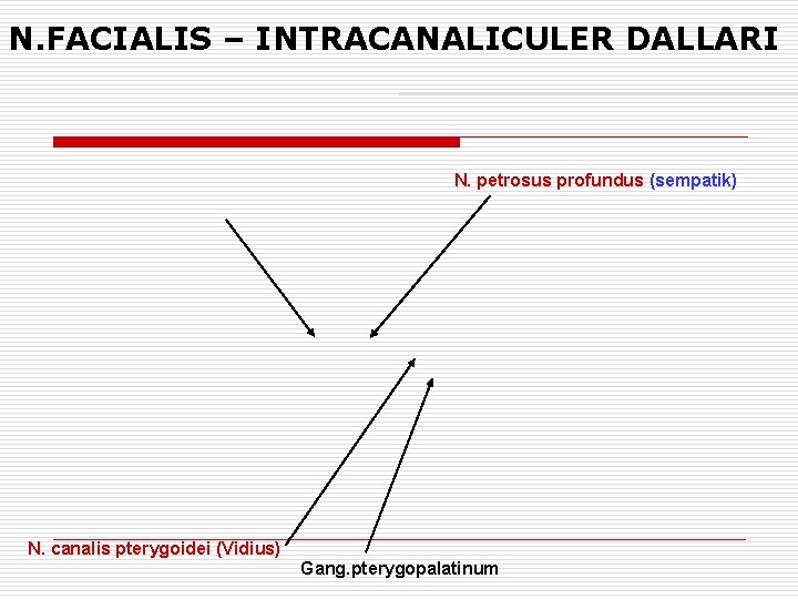 N. FACIALIS – INTRACANALICULER DALLARI N. petrosus profundus (sempatik) N. canalis pterygoidei (Vidius) Gang.