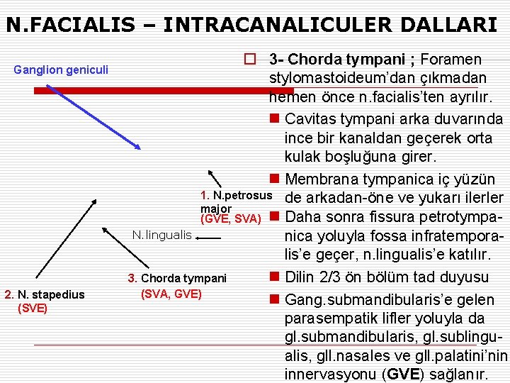 N. FACIALIS – INTRACANALICULER DALLARI Ganglion geniculi 2. N. stapedius (SVE) o 3 -