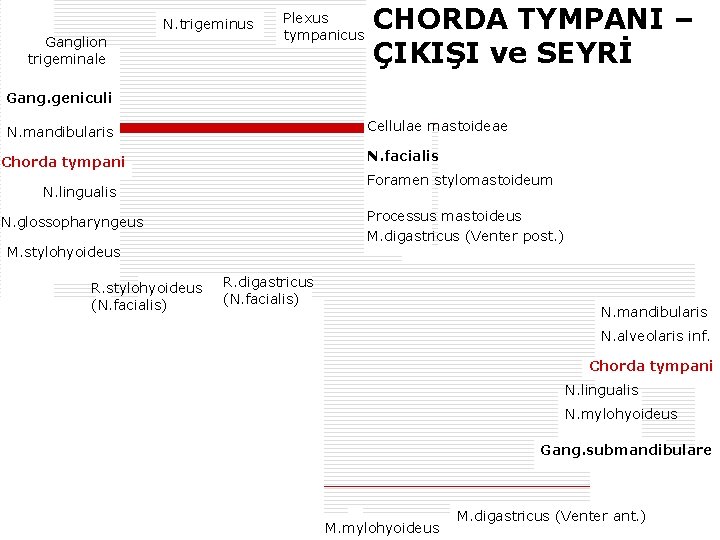 N. trigeminus Ganglion trigeminale Plexus tympanicus CHORDA TYMPANI – ÇIKIŞI ve SEYRİ Gang. geniculi