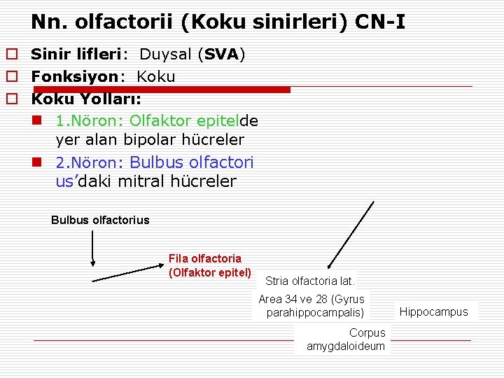Nn. olfactorii (Koku sinirleri) CN-I o Sinir lifleri: Duysal (SVA) o Fonksiyon: Koku o