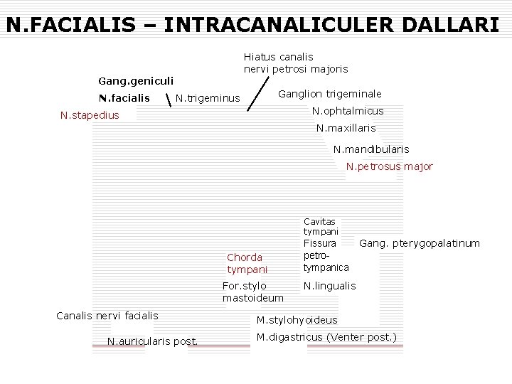 N. FACIALIS – INTRACANALICULER DALLARI Hiatus canalis nervi petrosi majoris Gang. geniculi N. facialis